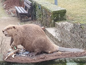 Foto eines ausgestopften Bibers